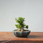 Olive Bonsai 939 - Bonsaify