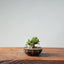 Olive Bonsai 941 - Bonsaify