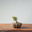 Olive Bonsai 943 - Bonsaify