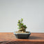 Olive Bonsai 946 - Bonsaify