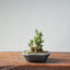 Olive Bonsai 946 - Bonsaify