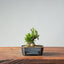 Olive Bonsai 947 - Bonsaify
