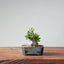 Olive Bonsai 947 - Bonsaify