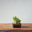 Olive Bonsai 948 - Bonsaify