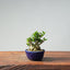 Olive Bonsai 950 - Bonsaify
