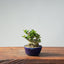 Olive Bonsai 950 - Bonsaify