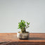 Olive Bonsai 951 - Bonsaify
