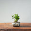 Olive Bonsai 951 - Bonsaify