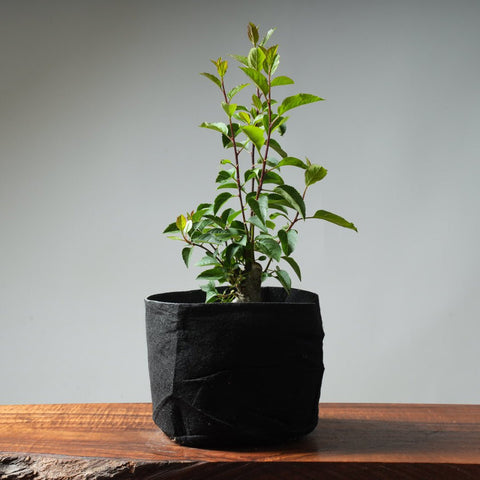 One - Gallon European Crabapple 326 - Bonsaify