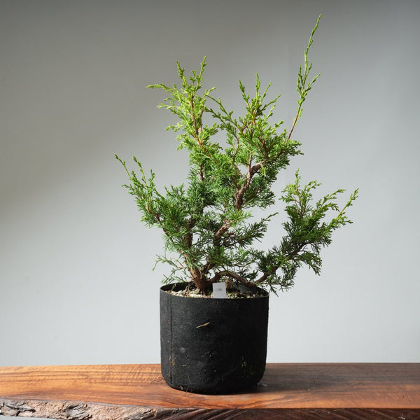 One - Gallon Itoigawa Juniper Bonsai 540 - Bonsaify