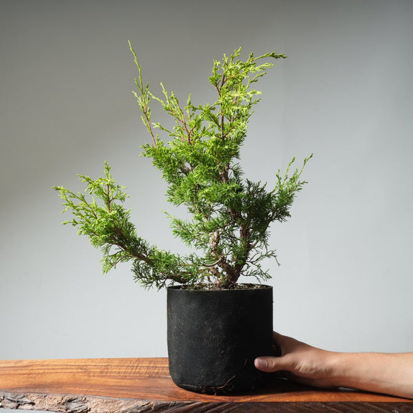 One - Gallon Itoigawa Juniper Bonsai 540 - Bonsaify