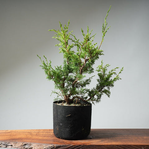 One - Gallon Itoigawa Juniper Bonsai 540 - Bonsaify