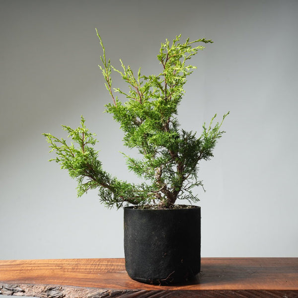 One - Gallon Itoigawa Juniper Bonsai 540 - Bonsaify