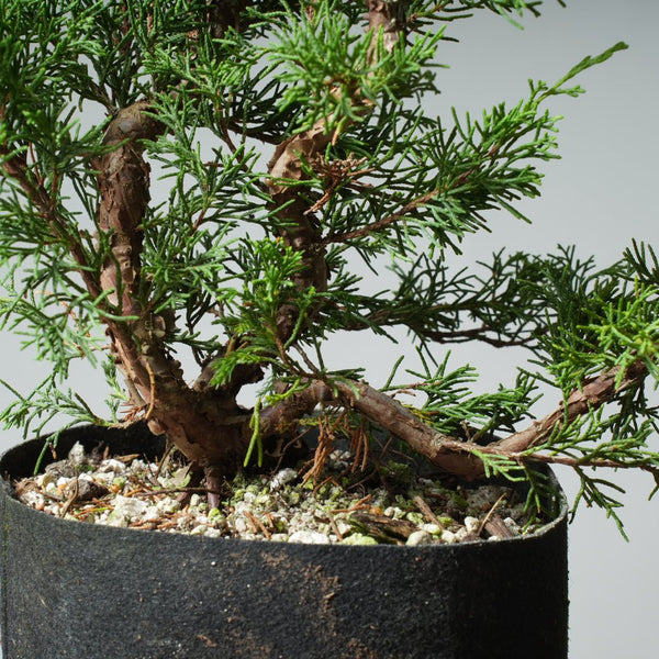 One - Gallon Itoigawa Juniper Bonsai 540 - Bonsaify