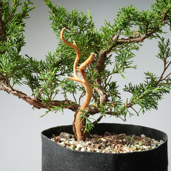 One - Gallon Itoigawa Juniper Bonsai 541 - Bonsaify