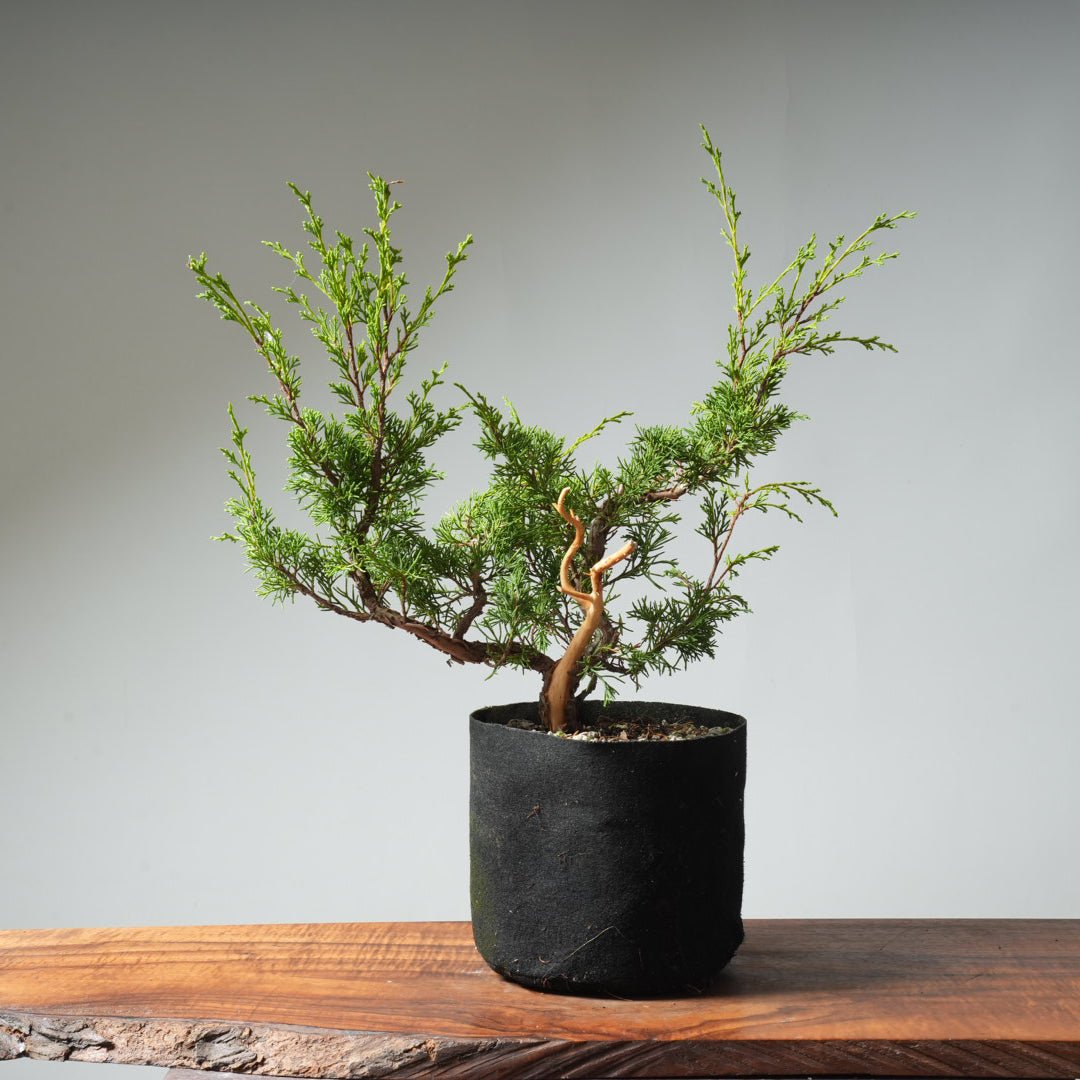 One - Gallon Itoigawa Juniper Bonsai 541 - Bonsaify