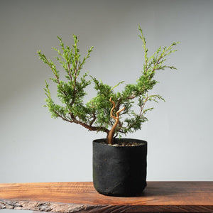 One - Gallon Itoigawa Juniper Bonsai 541 - Bonsaify
