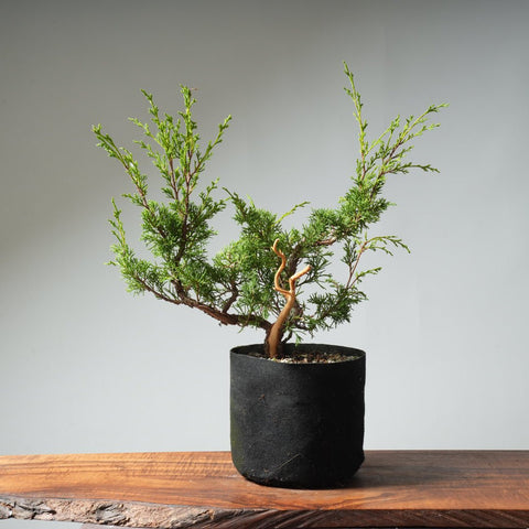 One - Gallon Itoigawa Juniper Bonsai 541 - Bonsaify