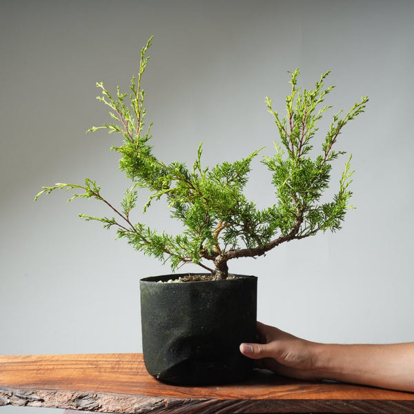 One - Gallon Itoigawa Juniper Bonsai 541 - Bonsaify