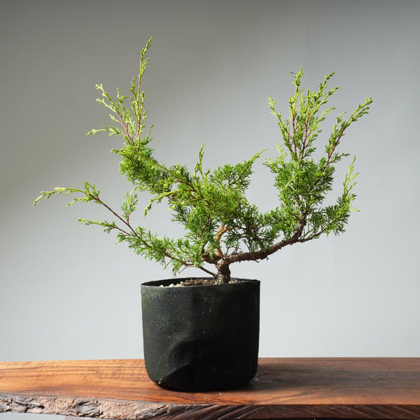 One - Gallon Itoigawa Juniper Bonsai 541 - Bonsaify