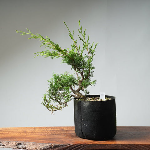 One - Gallon Itoigawa Juniper Bonsai 542 - Bonsaify