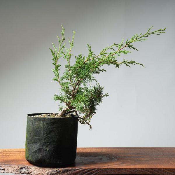 One - Gallon Itoigawa Juniper Bonsai 542 - Bonsaify