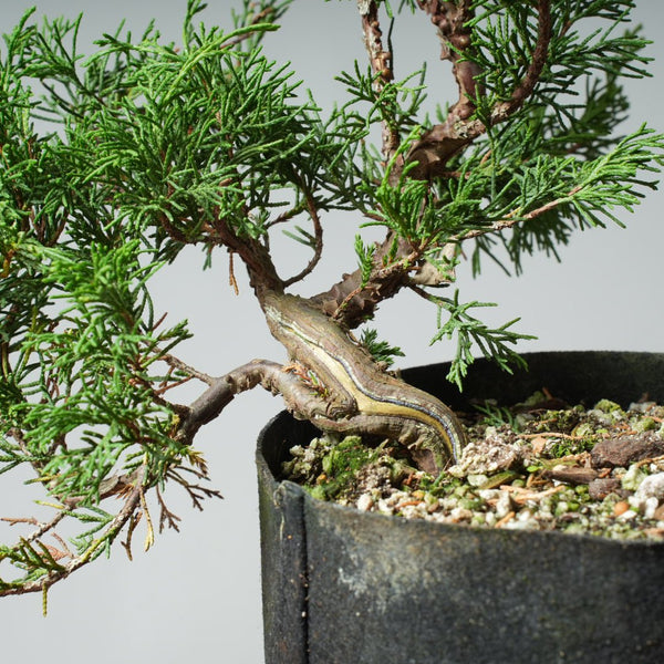 One - Gallon Itoigawa Juniper Bonsai 542 - Bonsaify