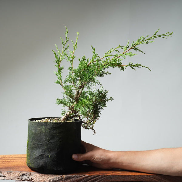 One - Gallon Itoigawa Juniper Bonsai 542 - Bonsaify