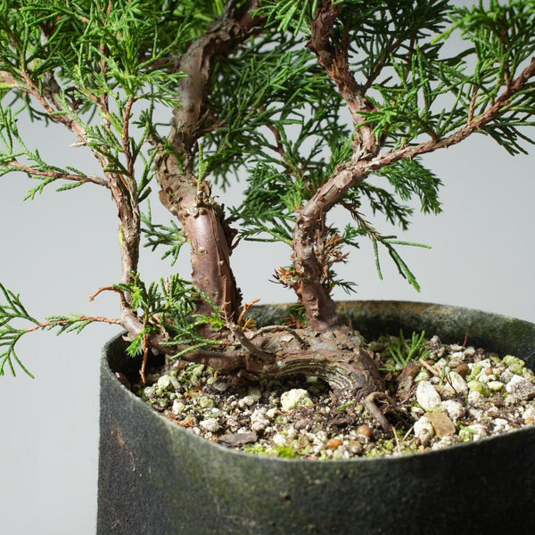 One - Gallon Itoigawa Juniper Bonsai 543 - Bonsaify