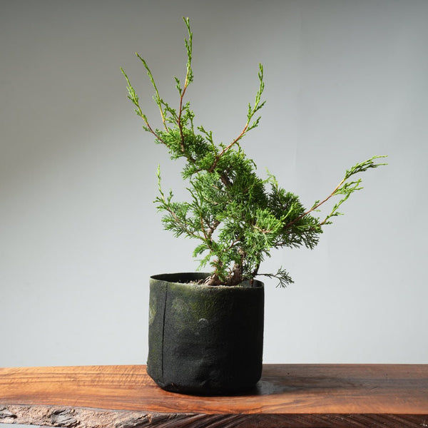 One - Gallon Itoigawa Juniper Bonsai 543 - Bonsaify