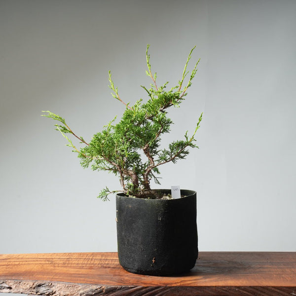 One - Gallon Itoigawa Juniper Bonsai 543 - Bonsaify
