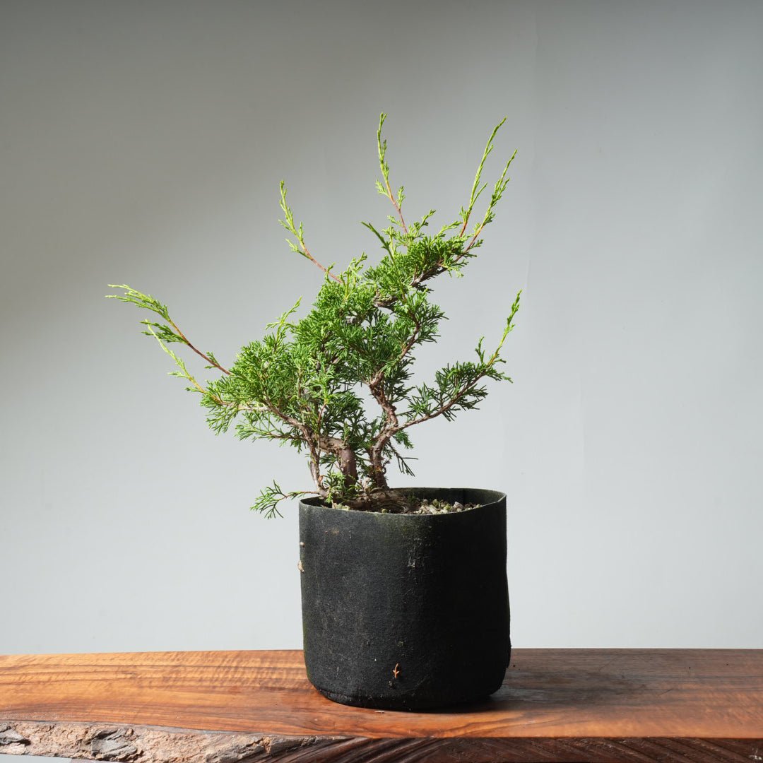 One - Gallon Itoigawa Juniper Bonsai 543 - Bonsaify