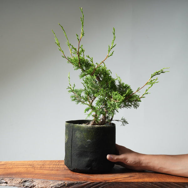 One - Gallon Itoigawa Juniper Bonsai 543 - Bonsaify