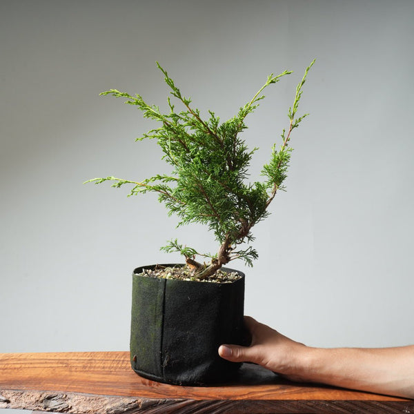 One - Gallon Itoigawa Juniper Bonsai 544 - Bonsaify