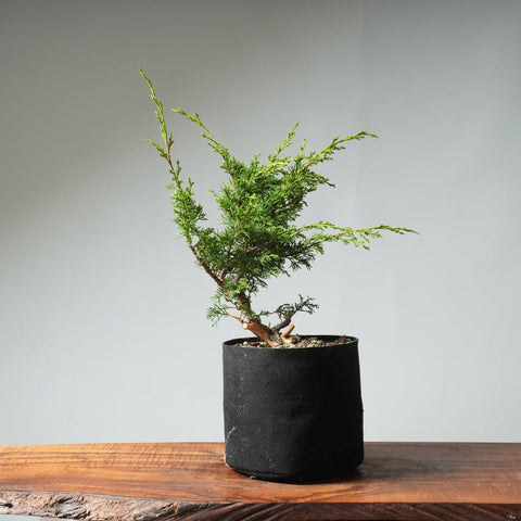 One - Gallon Itoigawa Juniper Bonsai 544 - Bonsaify