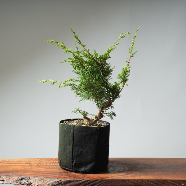One - Gallon Itoigawa Juniper Bonsai 544 - Bonsaify