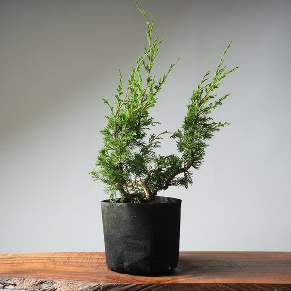 One - Gallon Itoigawa Juniper Bonsai 545 - Bonsaify
