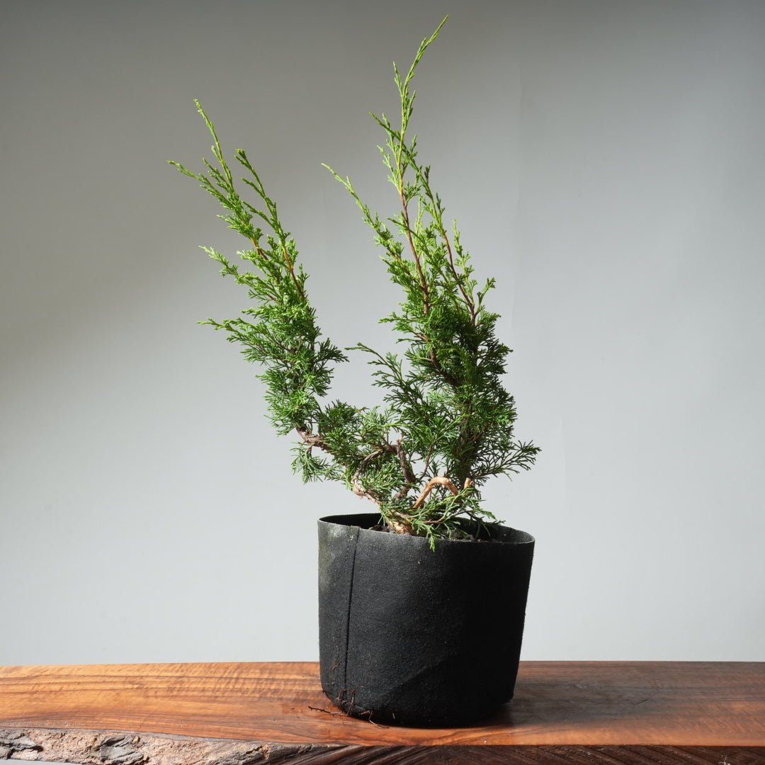 One - Gallon Itoigawa Juniper Bonsai 545 - Bonsaify