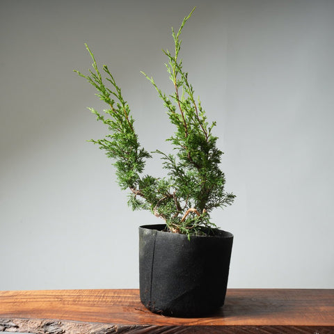 One - Gallon Itoigawa Juniper Bonsai 545 - Bonsaify