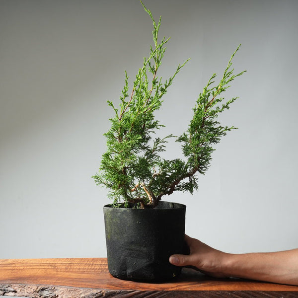 One - Gallon Itoigawa Juniper Bonsai 545 - Bonsaify