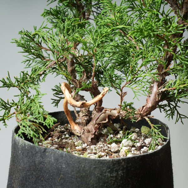 One - Gallon Itoigawa Juniper Bonsai 545 - Bonsaify