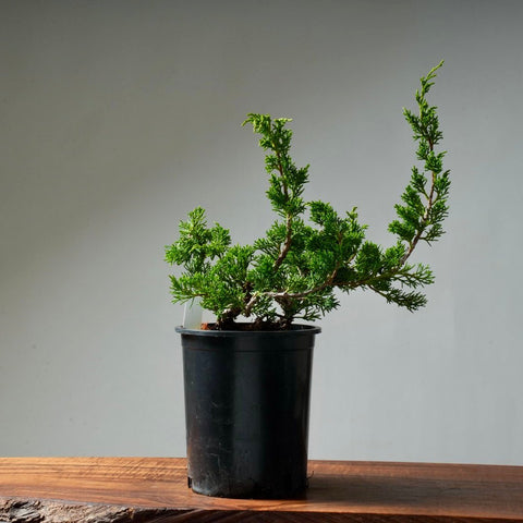 One - Gallon Juniper Bonsai #1 - Bonsaify