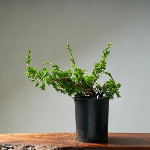 One - Gallon Juniper Bonsai #10 - Bonsaify