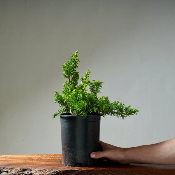 One - Gallon Juniper Bonsai #11 - Bonsaify