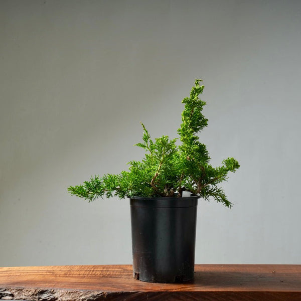 One - Gallon Juniper Bonsai #11 - Bonsaify