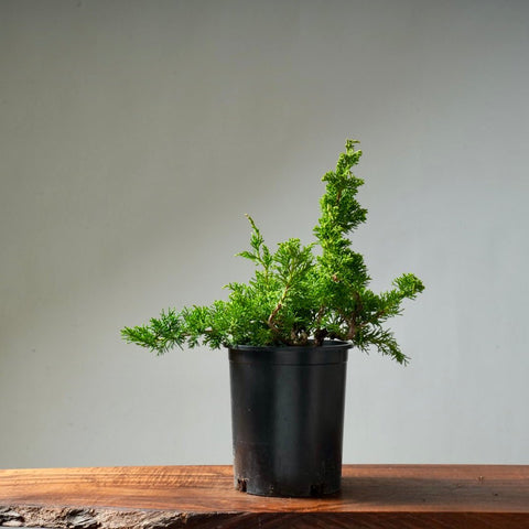 One - Gallon Juniper Bonsai #11 - Bonsaify