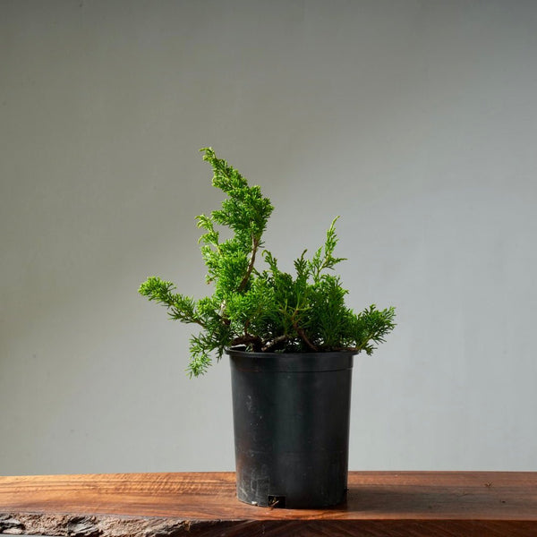 One - Gallon Juniper Bonsai #11 - Bonsaify