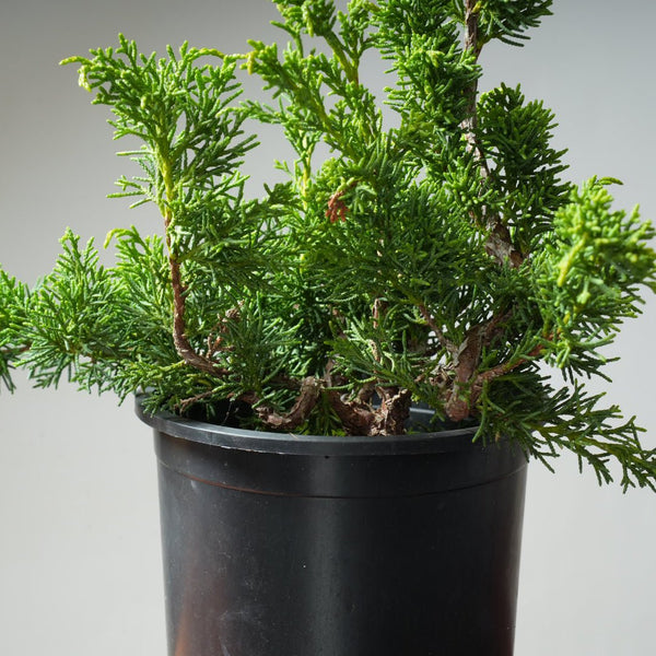 One - Gallon Juniper Bonsai #11 - Bonsaify