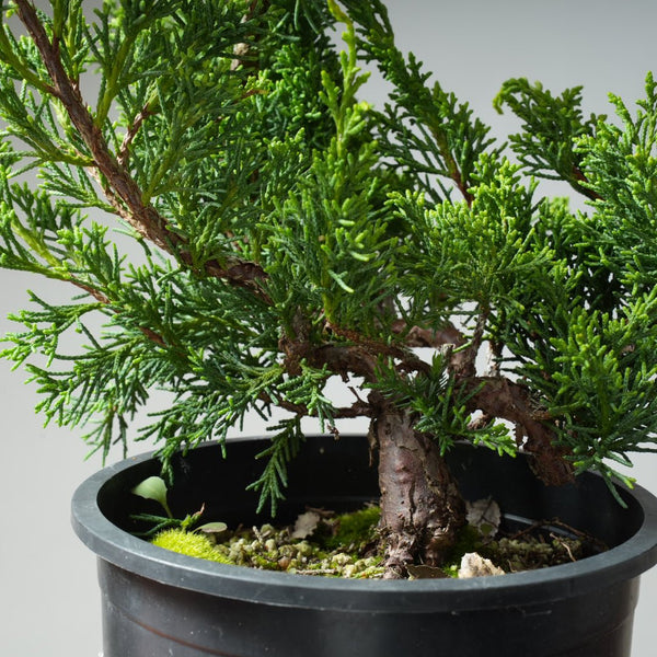 One - Gallon Juniper Bonsai #12 - Bonsaify