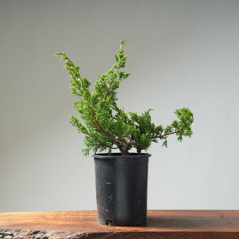 One - Gallon Juniper Bonsai #12 - Bonsaify